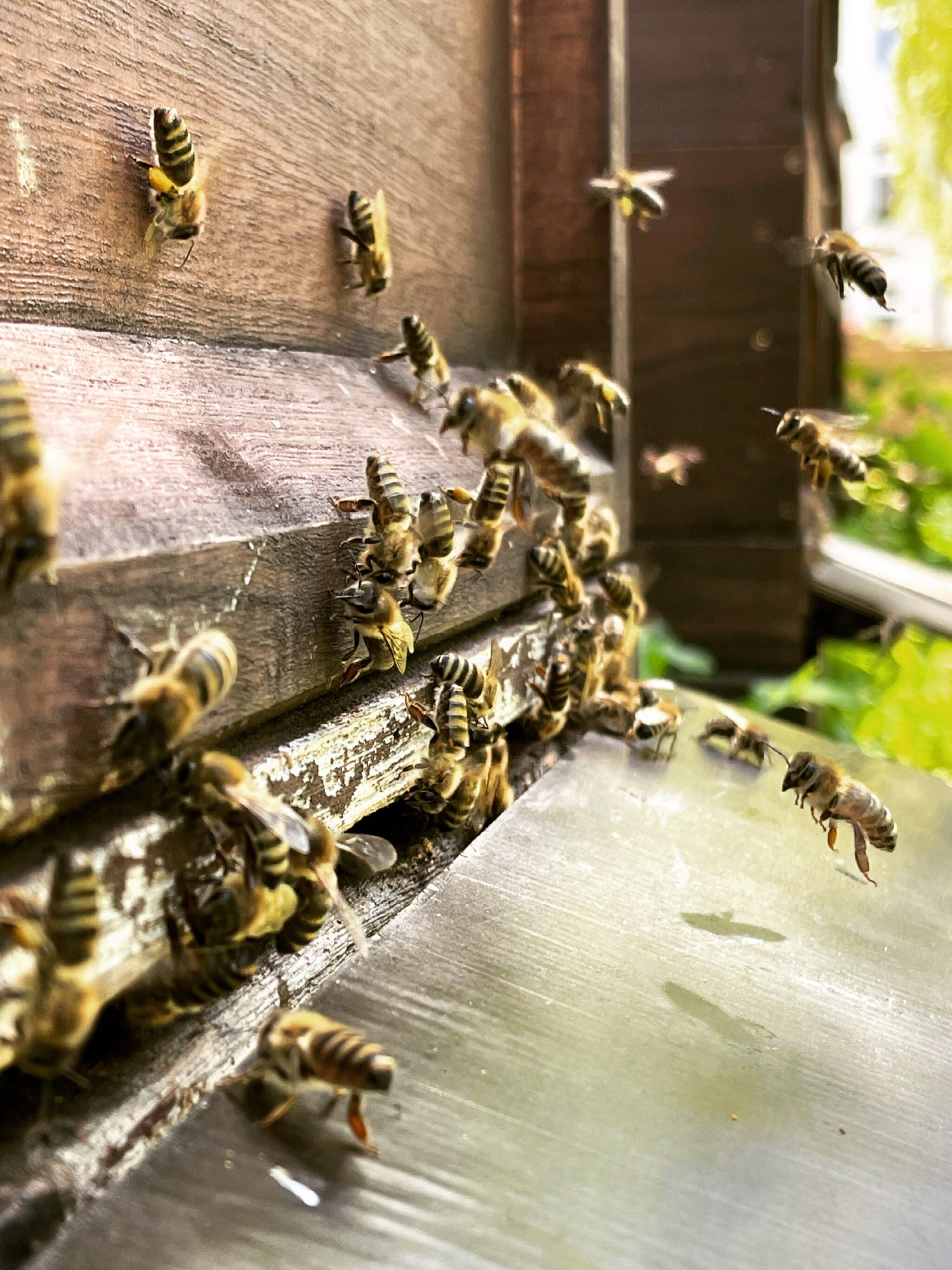 Berliner Beute Sommerblüte Honig mit Wabe 360g