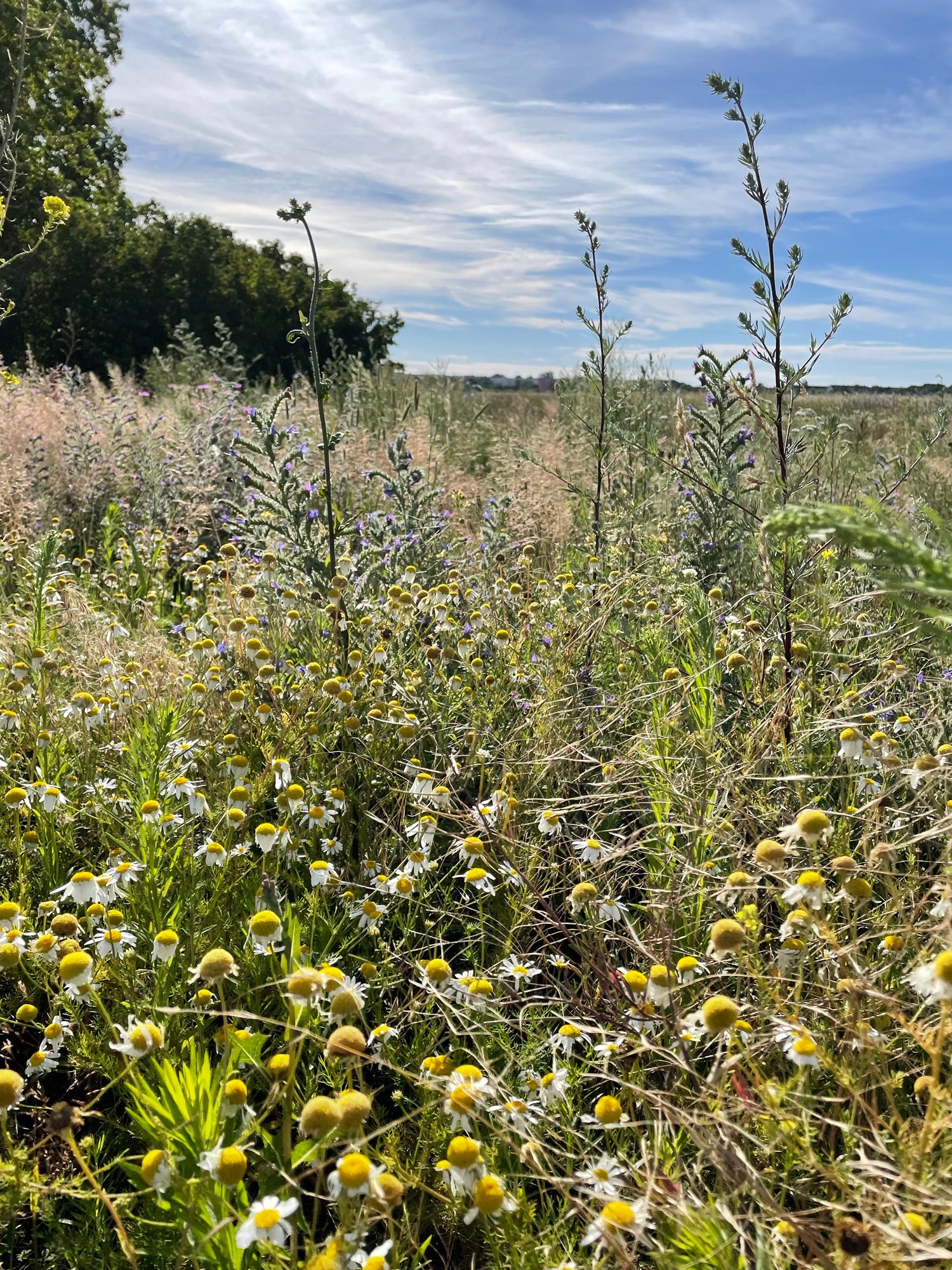 Berliner Beute Sommerblüte Honig mit Wabe 360g